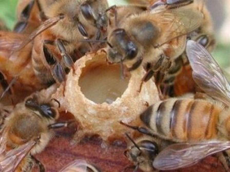 Arı sütünün muhteşem faydaları 14