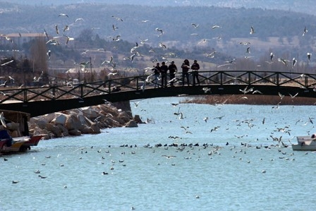 Beyşehir Gölü Milli Parkı’nda 153 kuş türü yaşıyor