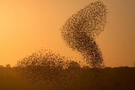 Sığırcıklar aşka geldi! 6