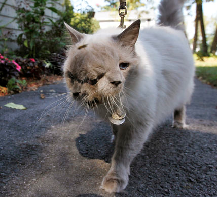 İki yüzlü kedi görenleri şok etti 6