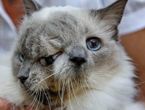 İki yüzlü kedi görenleri şok etti
