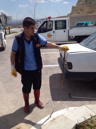 Konya'da yılan paniğe sebep oldu 1