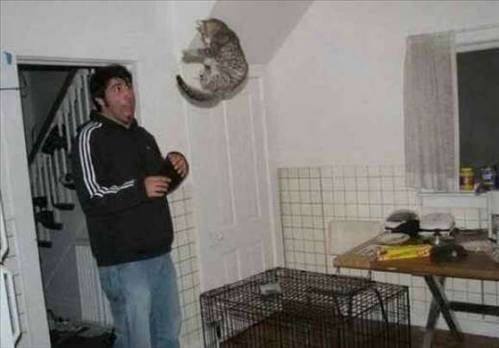 Hayvanların çıldırdığı anlar 22