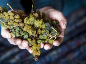 Türkiye'de sadece Konya'da