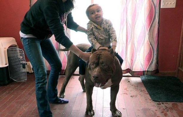 Henüz 17 Aylık! Dünyanın En büyük Köpeği 2