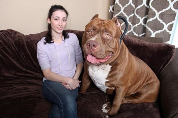 Henüz 17 Aylık! Dünyanın En büyük Köpeği 4