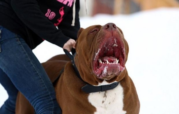 Henüz 17 Aylık! Dünyanın En büyük Köpeği 5