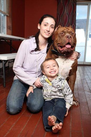 Henüz 17 Aylık! Dünyanın En büyük Köpeği 7