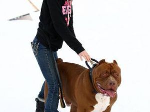 Henüz 17 Aylık! Dünyanın En büyük Köpeği