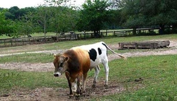 Fotoğraftaki İlginç Göz Yanılmaları 11