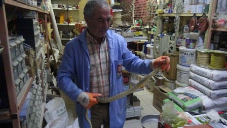 KONYA MERKEZDE ZEHİRLİ YILAN PANİĞİ 3