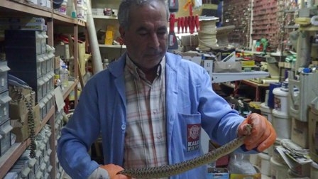 KONYA MERKEZDE ZEHİRLİ YILAN PANİĞİ 7
