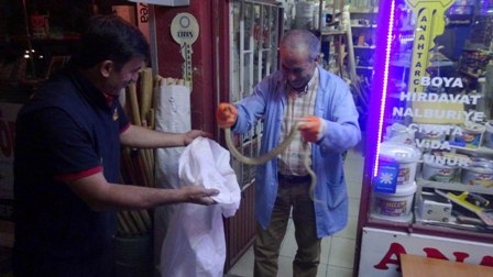 KONYA MERKEZDE ZEHİRLİ YILAN PANİĞİ 9