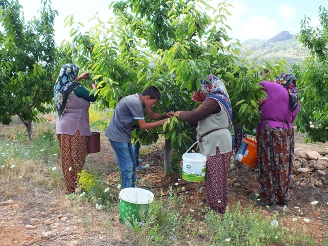 HADİM KİRAZI DALINDA İHRAÇ EDİLİYOR 1