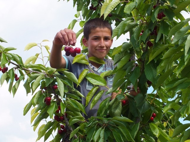 HADİM KİRAZI DALINDA İHRAÇ EDİLİYOR 12