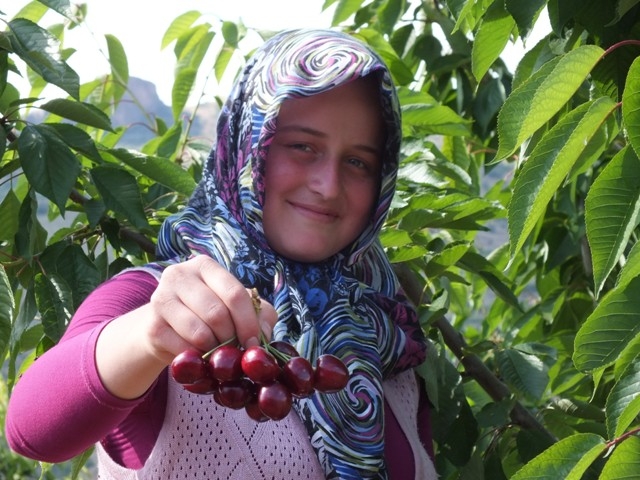 HADİM KİRAZI DALINDA İHRAÇ EDİLİYOR 14