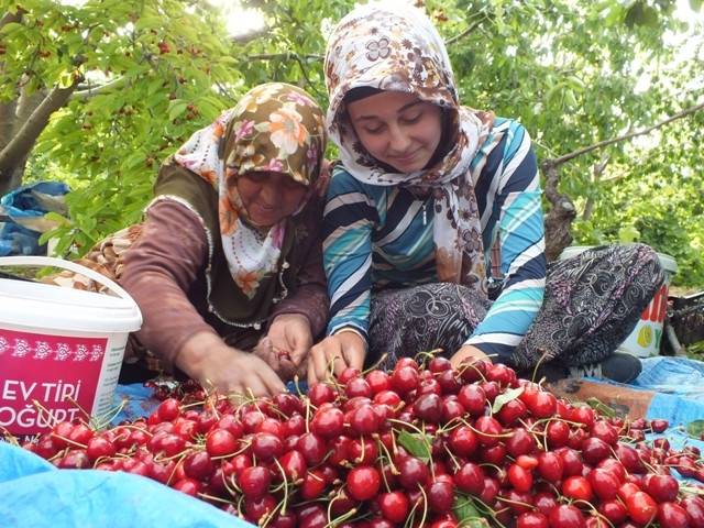 HADİM KİRAZI DALINDA İHRAÇ EDİLİYOR 18