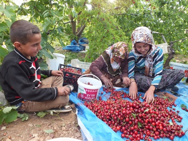 HADİM KİRAZI DALINDA İHRAÇ EDİLİYOR 20