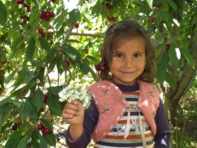HADİM KİRAZI DALINDA İHRAÇ EDİLİYOR 22