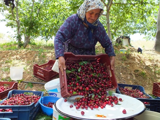 HADİM KİRAZI DALINDA İHRAÇ EDİLİYOR 26