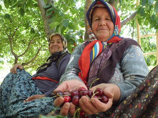 HADİM KİRAZI DALINDA İHRAÇ EDİLİYOR 28