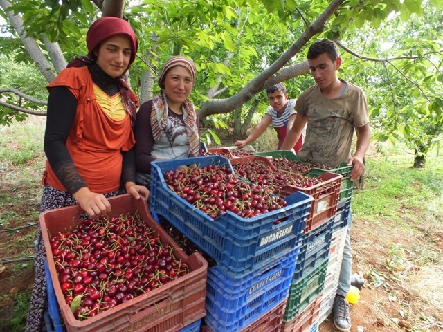 HADİM KİRAZI DALINDA İHRAÇ EDİLİYOR 3
