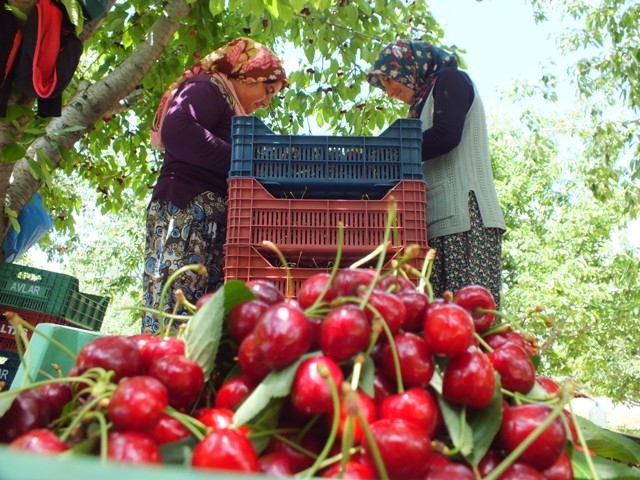 HADİM KİRAZI DALINDA İHRAÇ EDİLİYOR 30