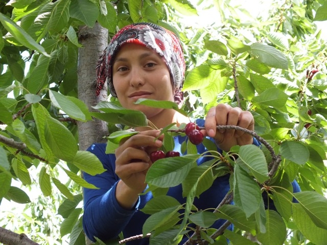 HADİM KİRAZI DALINDA İHRAÇ EDİLİYOR 32