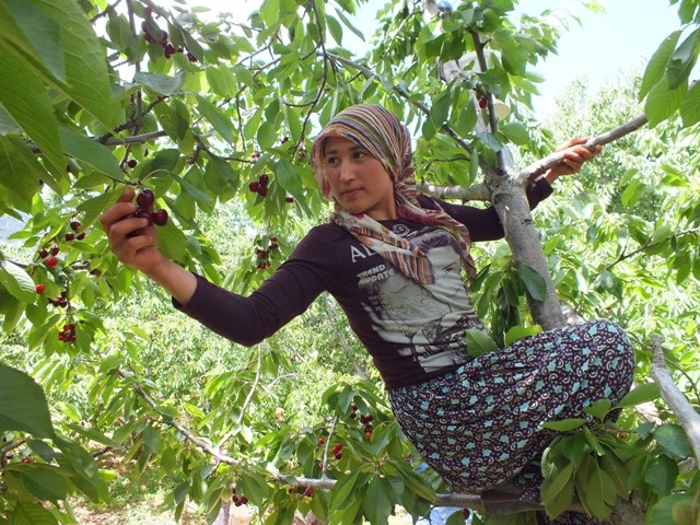 HADİM KİRAZI DALINDA İHRAÇ EDİLİYOR 33