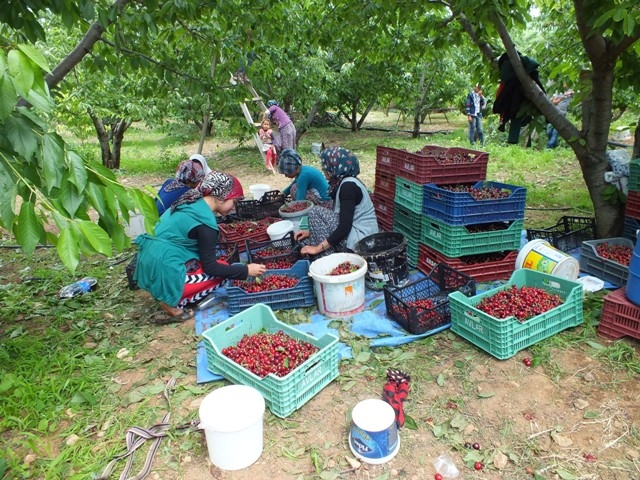HADİM KİRAZI DALINDA İHRAÇ EDİLİYOR 34