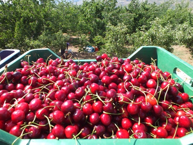 HADİM KİRAZI DALINDA İHRAÇ EDİLİYOR 36