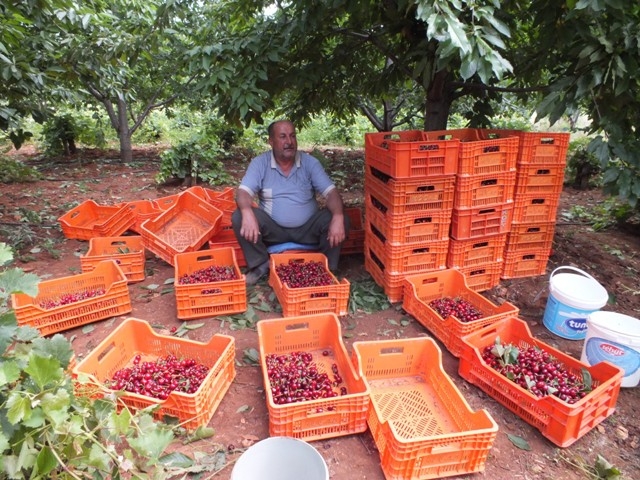HADİM KİRAZI DALINDA İHRAÇ EDİLİYOR 5