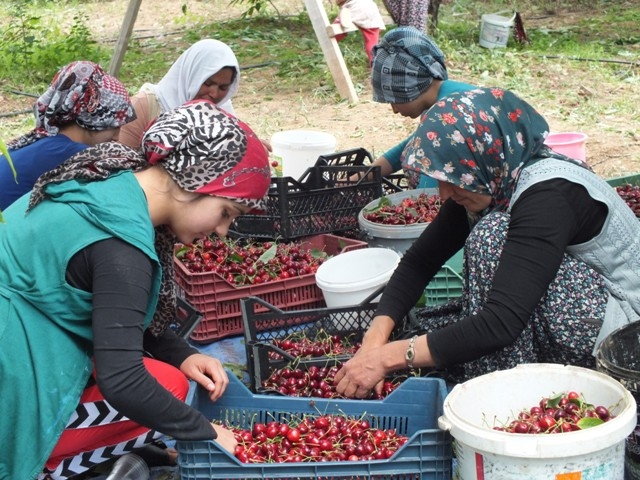 HADİM KİRAZI DALINDA İHRAÇ EDİLİYOR 9
