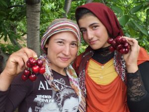HADİM KİRAZI DALINDA İHRAÇ EDİLİYOR