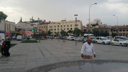 Başıboş köpekler turistleri korkutuyor 1