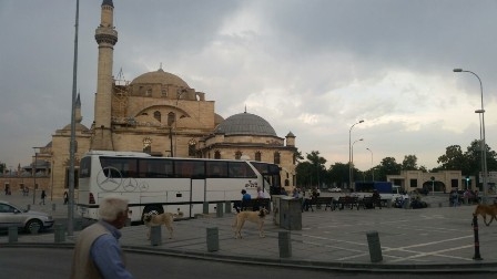 Başıboş köpekler turistleri korkutuyor 2