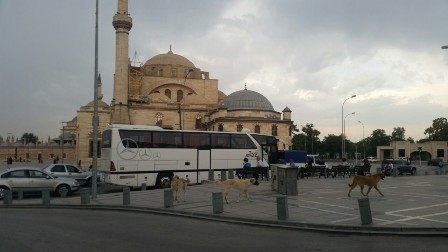 Başıboş köpekler turistleri korkutuyor 3