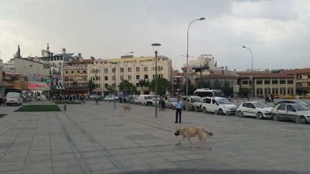 Başıboş köpekler turistleri korkutuyor 4