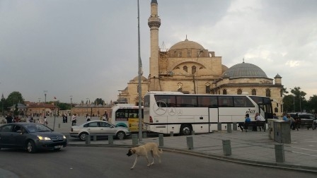 Başıboş köpekler turistleri korkutuyor 5