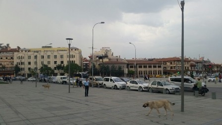 Başıboş köpekler turistleri korkutuyor 6