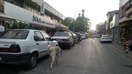 Başıboş köpekler turistleri korkutuyor 7
