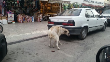 Başıboş köpekler turistleri korkutuyor 8