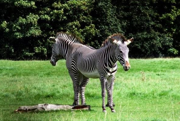 Siyam ikizleri görenleri şaşırtıyor 11