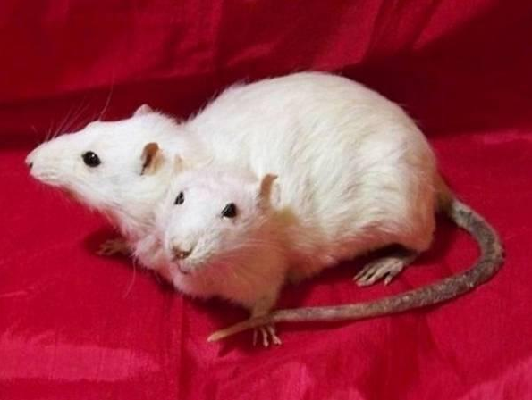 Siyam ikizleri görenleri şaşırtıyor 12