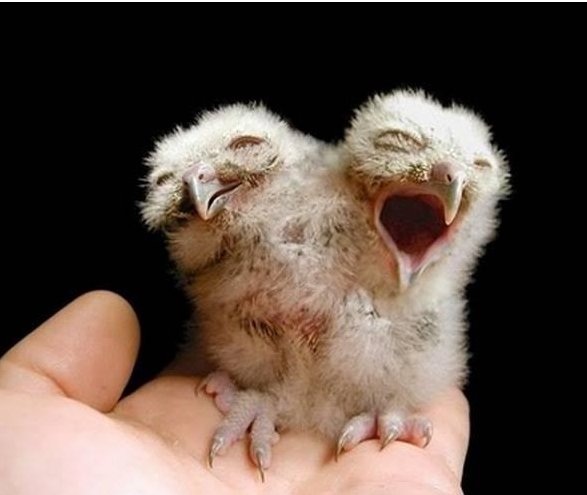 Siyam ikizleri görenleri şaşırtıyor 13