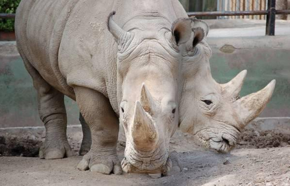 Siyam ikizleri görenleri şaşırtıyor 14