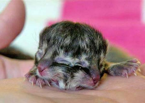 Siyam ikizleri görenleri şaşırtıyor 15