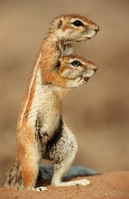 Siyam ikizleri görenleri şaşırtıyor 16