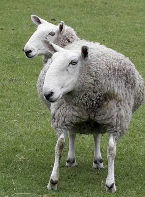 Siyam ikizleri görenleri şaşırtıyor 17