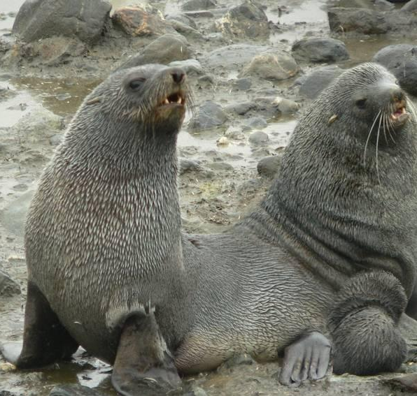 Siyam ikizleri görenleri şaşırtıyor 18
